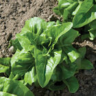 Deer Tongue Bibb Lettuce