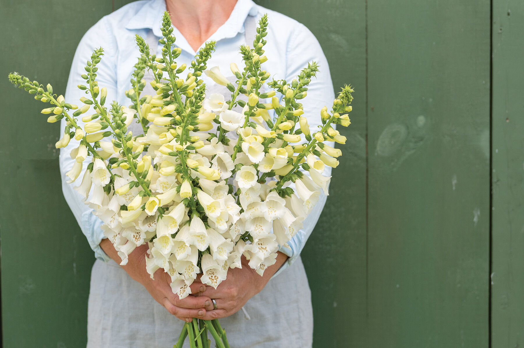 White foxglove cheap