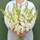 Camelot White Camelot White Digitalis (Foxglove)