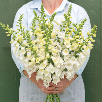 Camelot White Camelot White Digitalis (Foxglove)