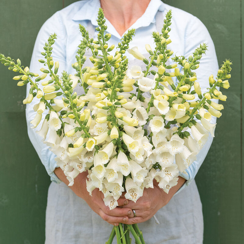 Camelot White Camelot White Digitalis (Foxglove)