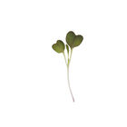 Mizuna, Red Flash Microgreen Vegetables