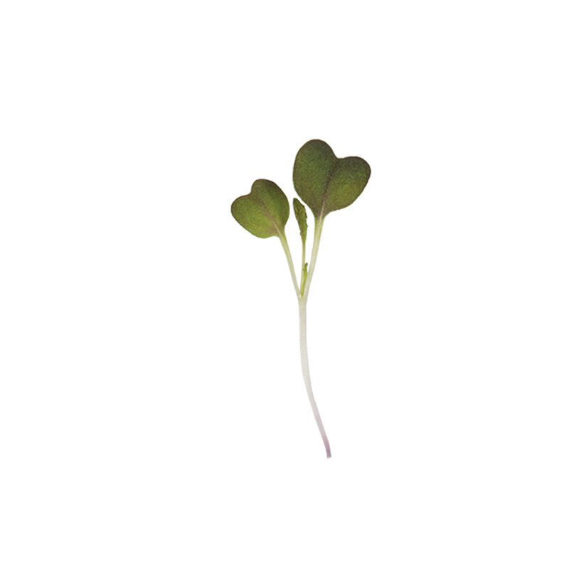 Mizuna, Red Flash Microgreen Vegetables
