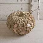 Galeux d'Eysines Specialty Pumpkins
