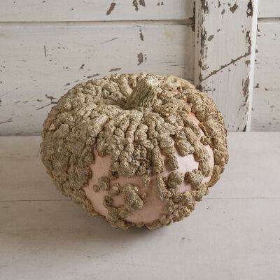Galeux d'Eysines Specialty Pumpkins