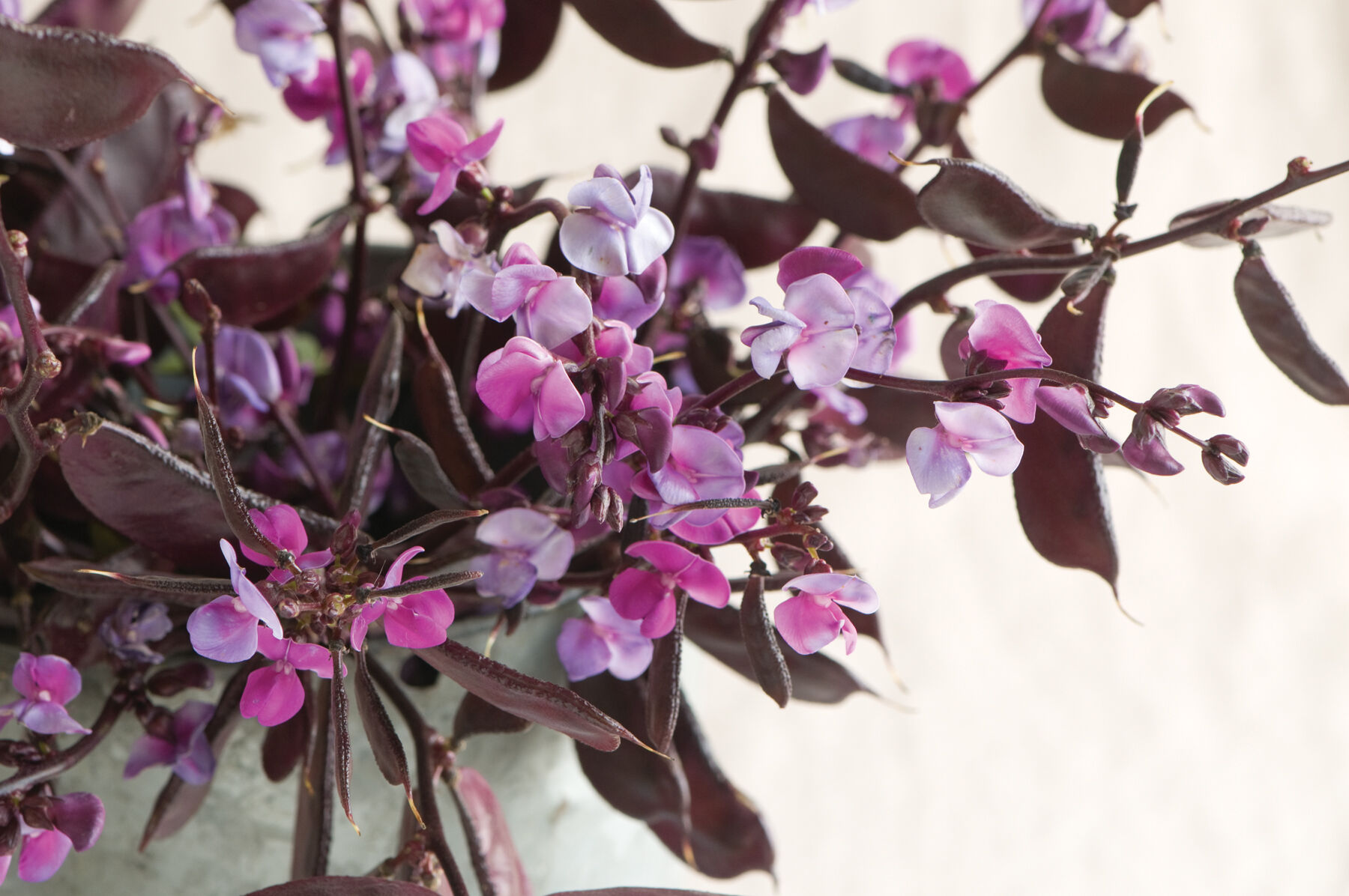 Ruby Moon Hyacinth Bean