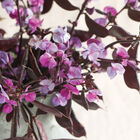 Ruby Moon Hyacinth Bean