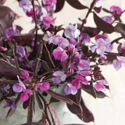 Ruby Moon Hyacinth Bean