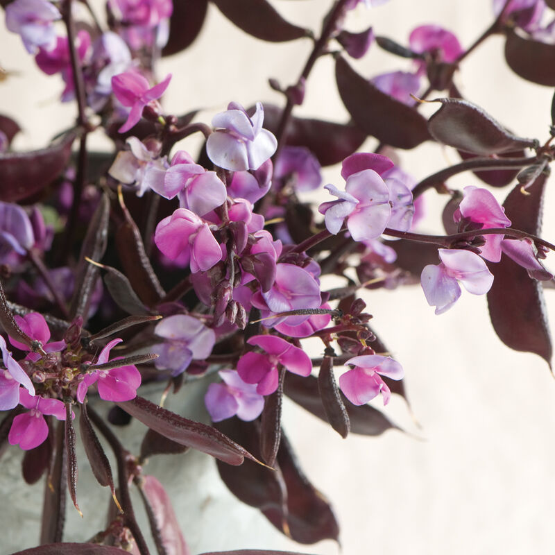 Ruby Moon Hyacinth Bean