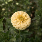 Giant Dahlia Flowered Creamy Yellow Zinnias
