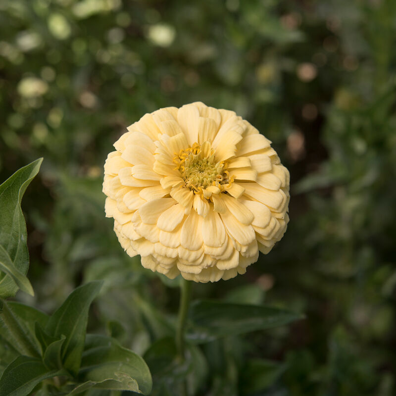 Giant Dahlia Flowered Creamy Yellow Zinnias