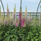 Camelot Mix Digitalis (Foxglove)