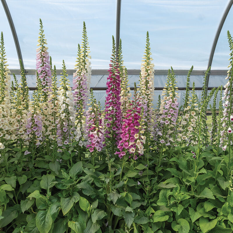 Camelot Mix Digitalis (Foxglove)