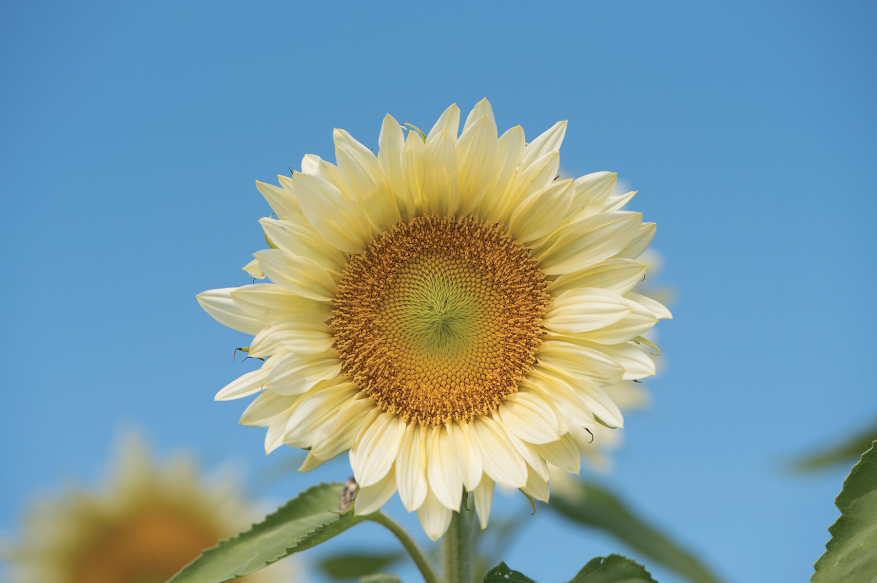 Sunburst Sunflowers Bouquet – The Bloom Box