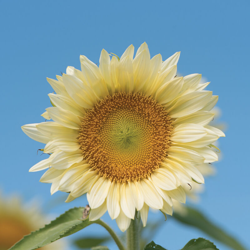 ProCut® White Lite Tall Sunflowers