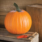 Renegade PMR Renegade PMR Jack-o-Lanterns