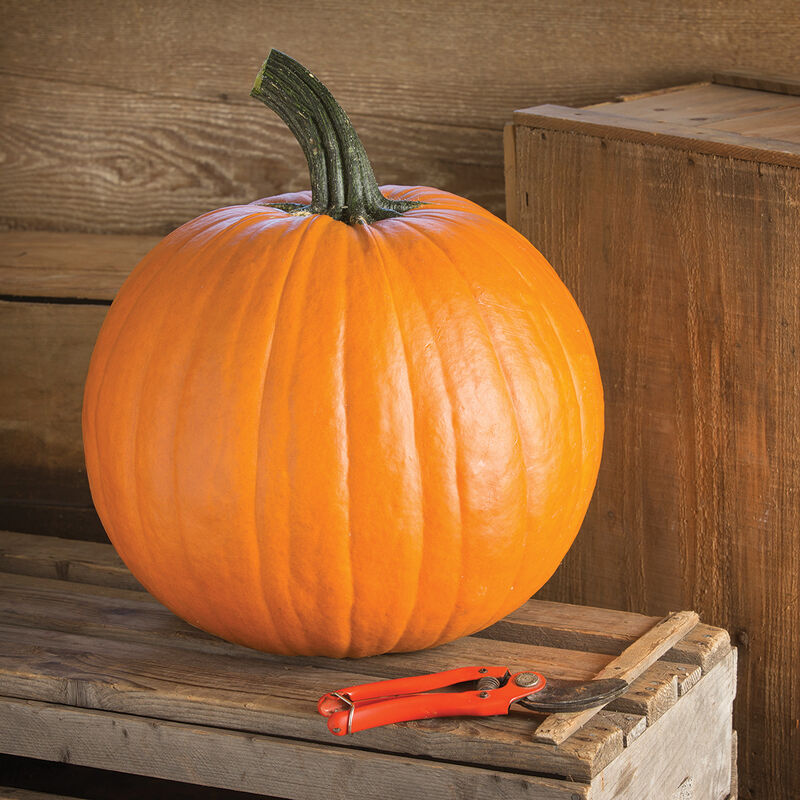 Renegade PMR Renegade PMR Jack-o-Lanterns