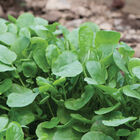 Upland Cress Cress