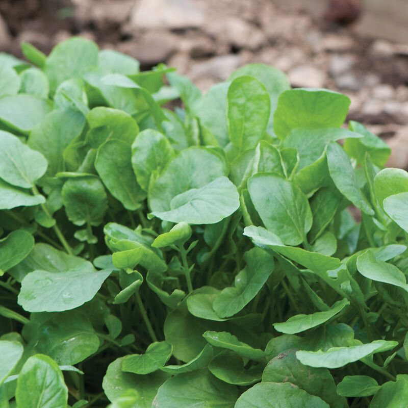 Cress Wrinkled Crinkled Seeds Heirloom Seeds Microgreens 