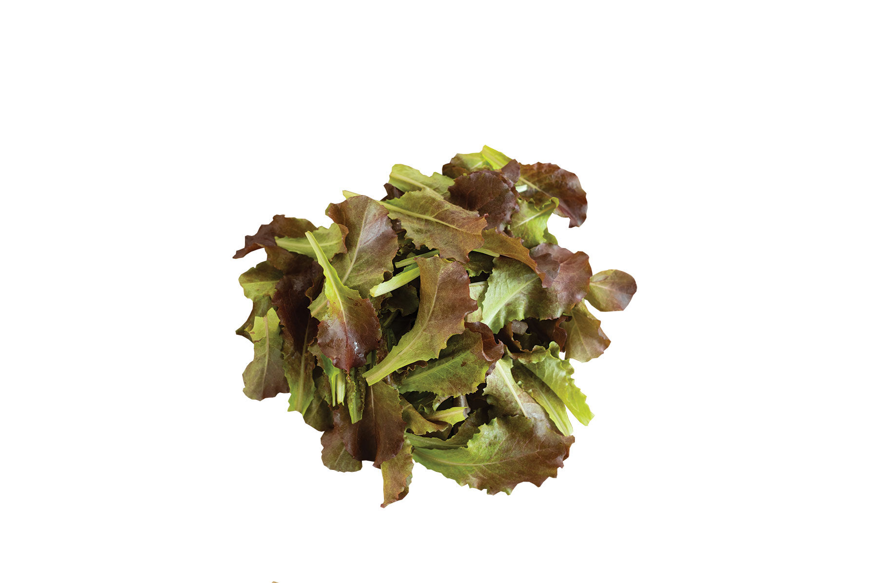 Johnny's Selected Seeds Outredgeous Lettuce Seed - Thumbnail 3