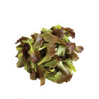 Outredgeous Romaine Lettuce (Cos)