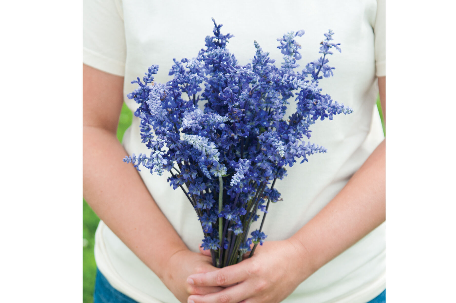 Salvia clearance victoria blue