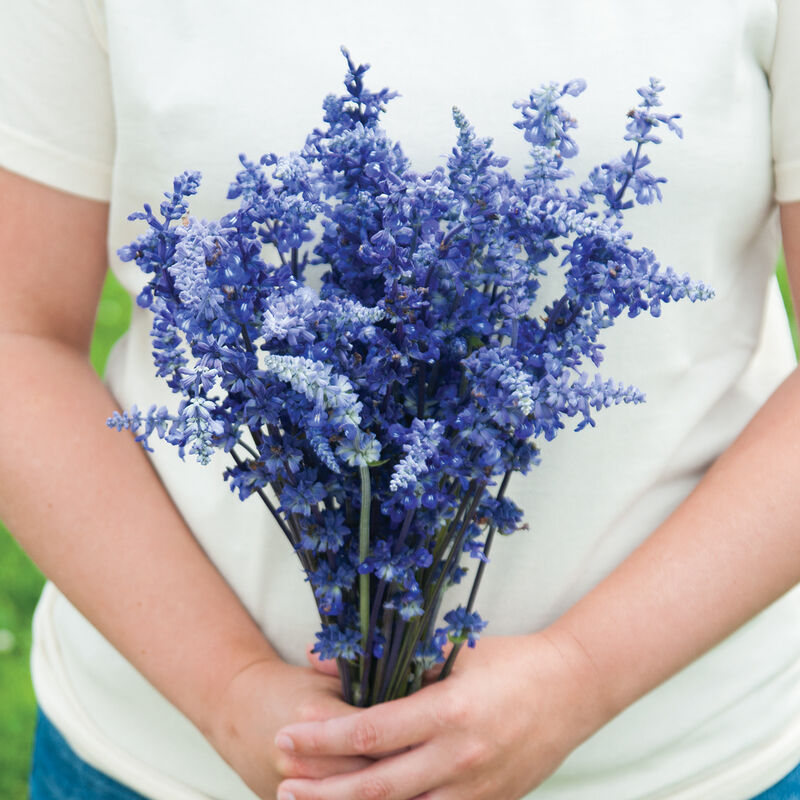 Victoria Blue Salvia