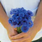 Florist Blue Boy Centaurea (Bachelor's Button)