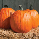 Cargo PMR Jack-o-Lanterns