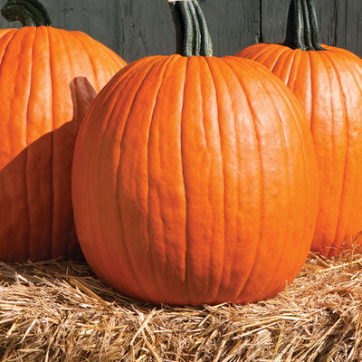 Cargo PMR Pumpkins