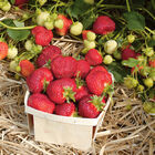 Honeoye Strawberry Bare-Root Plants