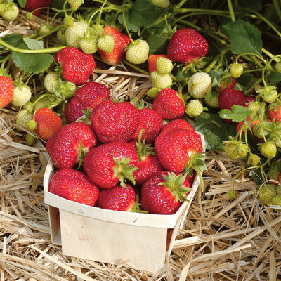 Honeoye – Spring-Planted Strawberry Bare-Root Plants