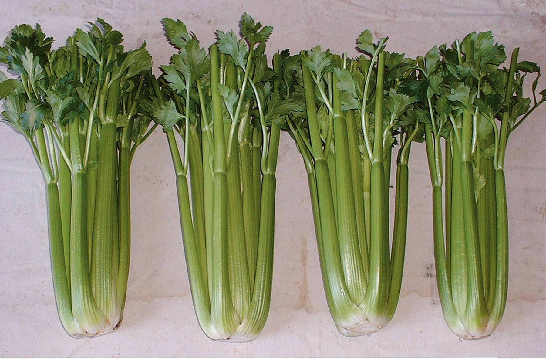 Conquistador Celery