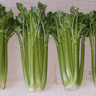 Conquistador Conquistador Celery