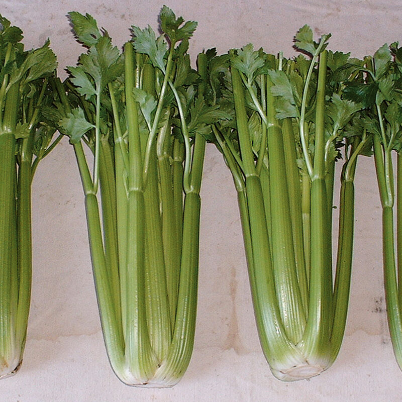 Conquistador Conquistador Celery