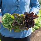 Little Gem-Type Trio Bibb Lettuce