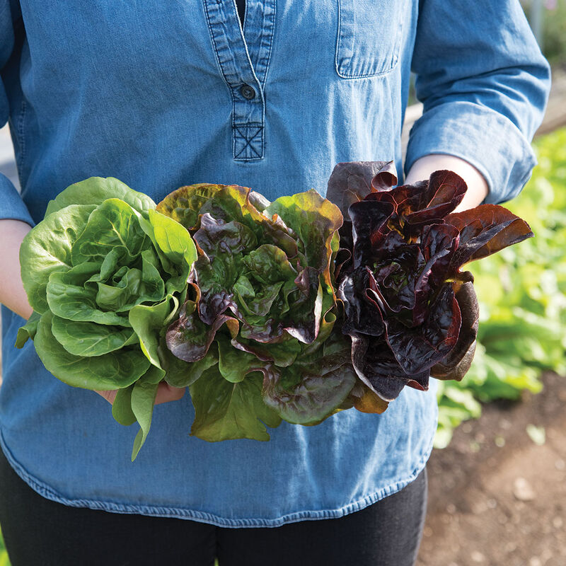 Little Gem-Type Trio Bibb Lettuce