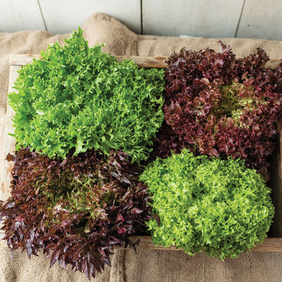 Salanova® Foundation Collection Salanova® Lettuce