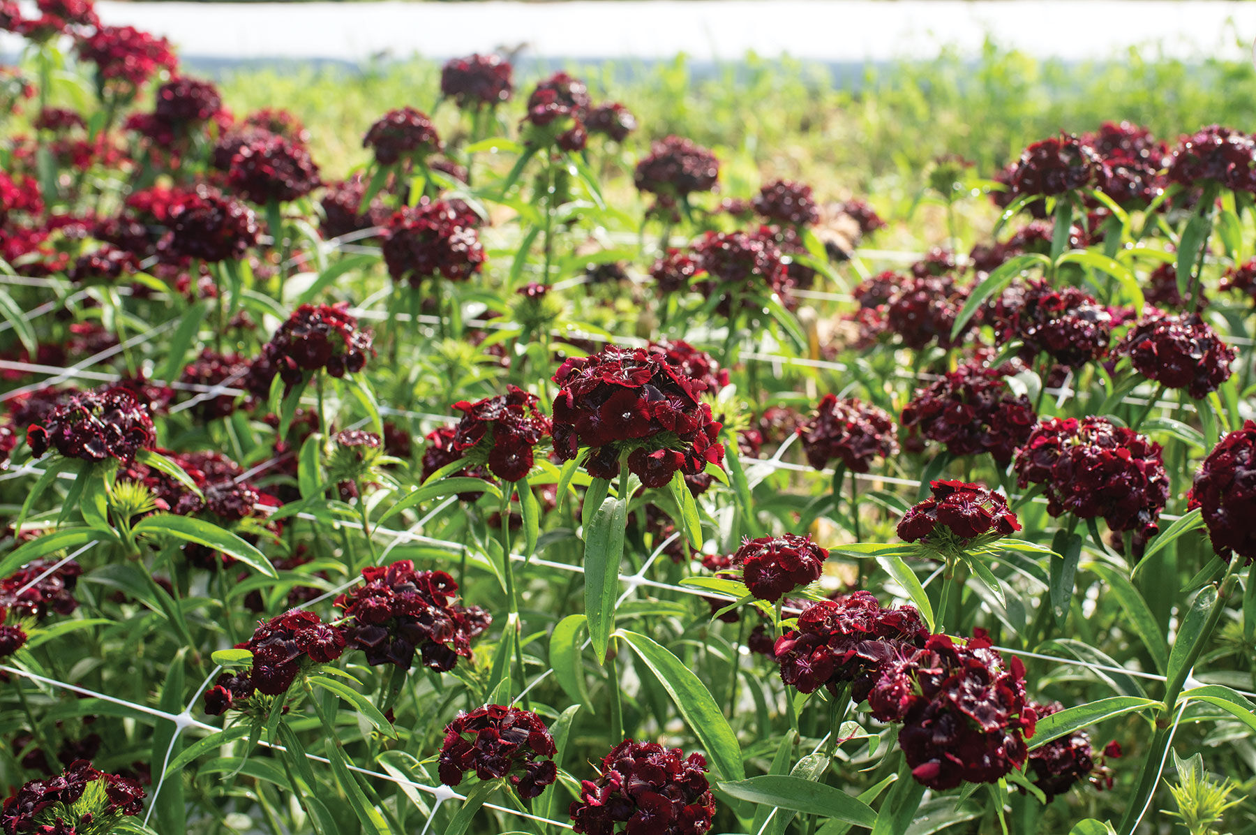 Sweet&trade; Black Cherry Dianthus (Sweet William)