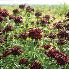 Sweet™ Black Cherry Sweet™ Black Cherry Dianthus (Sweet William)