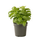 Genovese Compact, Improved Compact Genovese Basil