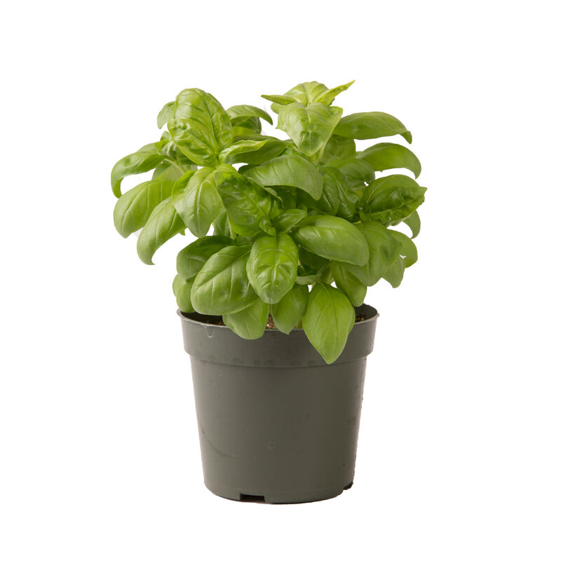 Genovese Compact, Improved Compact Genovese Basil
