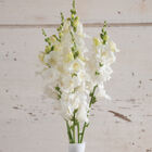 Chantilly™ White Snapdragon