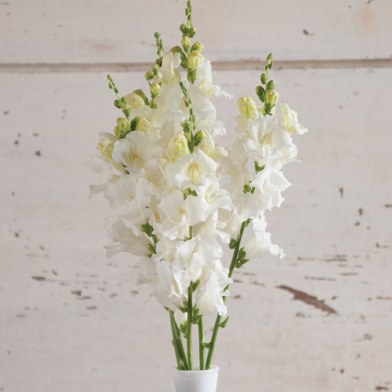 Chantilly™ White Snapdragon