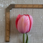 Design Impression Tulips