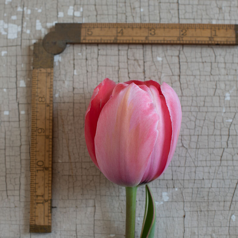 Design Impression Tulips