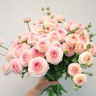 Romance™ Seine® Ranunculus