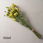 Rosanne 2 Clear Green Lisianthus