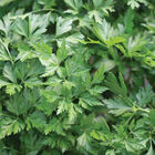 Splendid Leaf Parsley