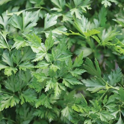 Splendid Leaf Parsley